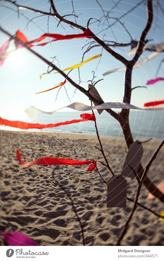 The Wish Tree Coast Beach Baltic Sea Emotions Joy Happy Happiness Longing Wanderlust Colour photo Exterior shot Deserted Day Evening Sunrise Sunset Back-light