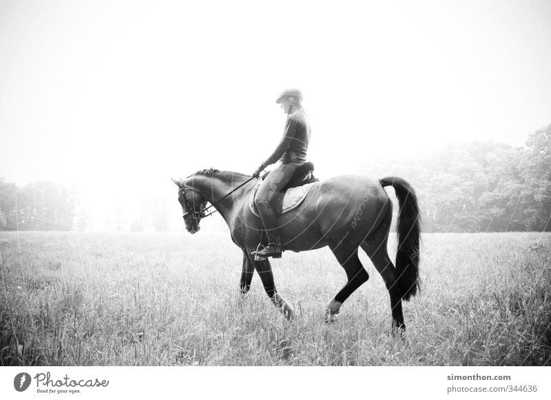 horseback riding Ride Equestrian sports Nature Field Forest Horse Adventure Contentment Movement Bizarre Elegant Relaxation Experience Vacation & Travel