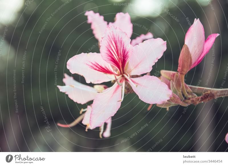 Pink flower in natural ambiance Sapling Flowering plant Blossom Spring Wild Wild plant Environment Nature Plant Beautiful weather Tree Agricultural crop