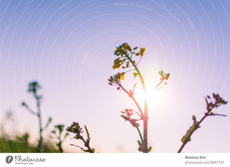 Rape blossom in sunlight Yellow Oilseed rape flower Green Blossom Colour photo Exterior shot To enjoy May blossoms food Oilseed rape oil Harvest Nature