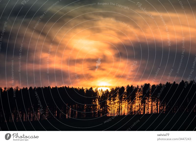 Sunset with clouds and forest silhouette Nature Forest trees Evening Dusk Clouds Sky Evening sun Twilight Deserted Landscape Silhouette Copy Space top Light