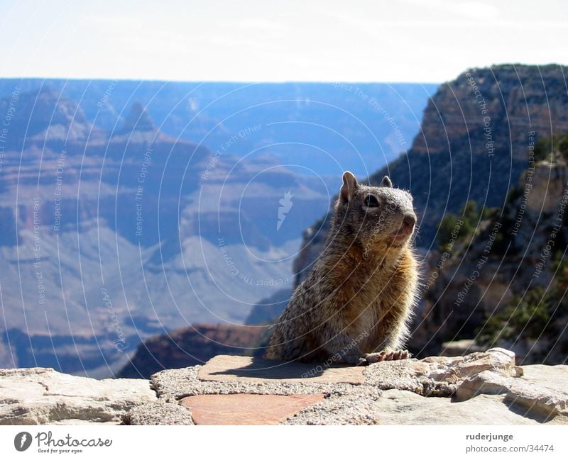 Grand Canyon Arizona Squirrel Foreground Background picture Blur Animal National Park Ground squirrel Hiking Trip Brown Pelt Summer USA Far-off places Nature