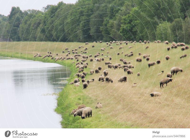 Flock of sheep as landscape protection on a dyke by the river Sheep Animal Farm animal Herd Deserted Grass Dike River To feed Nature Landscape Environment Day