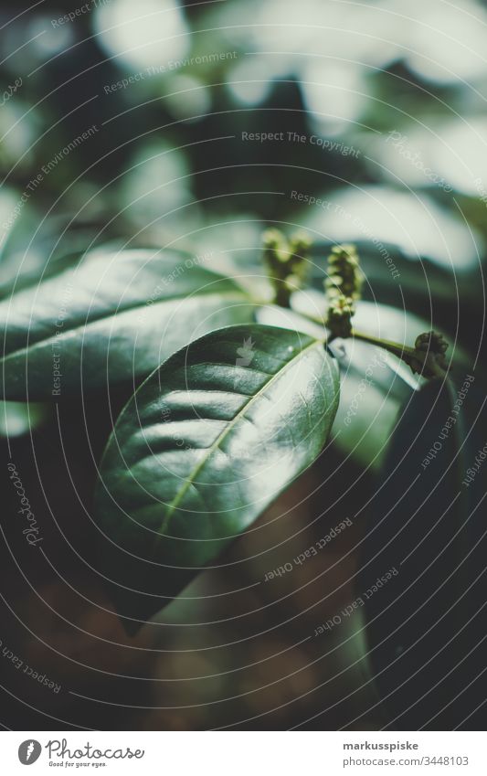 Blossom in spring with backlight Flowering plant Plant Blossom leave Bud Pistil Light leak Back-light bokeh Foliage plant Wild plant