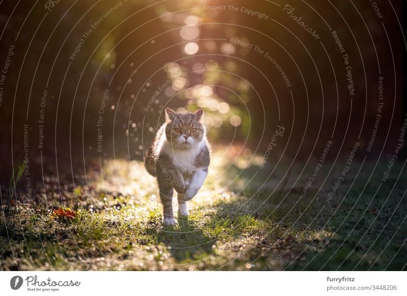 British shorthair cat running through the garden at sunset Cat pets purebred cat One animal British Shorthair White tabby Outdoors Nature Botany Garden