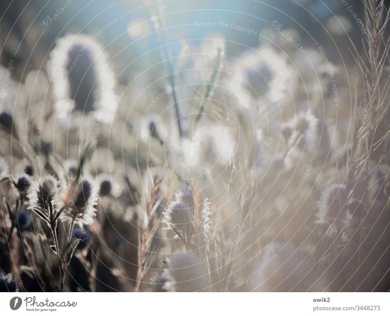 Luminaire Nature Exterior shot out Summer Day Green Plant Deserted Garden Meadow Bushes Colour photo Environment Natural Landscape Shallow depth of field