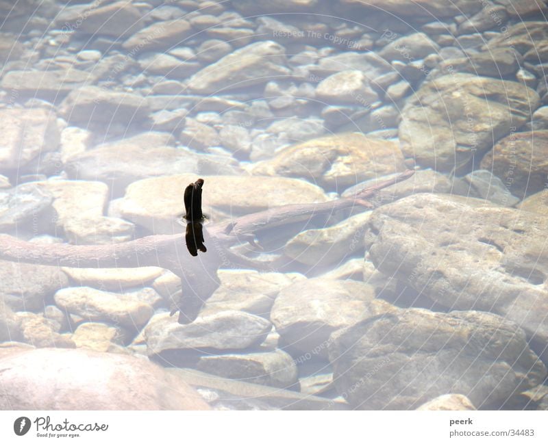 root water Wood Bavaria Reflection Root Water River