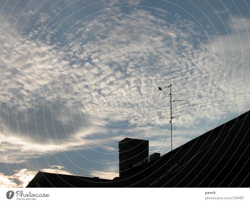 pigeon on the roof Pigeon Roof Clouds Sky Evening