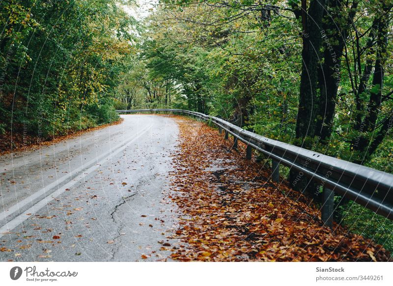 Autumn landscape, road in forest autumn fall nature tree path background green street Greece Evros Rodopi season light sun beautiful woods through leaves