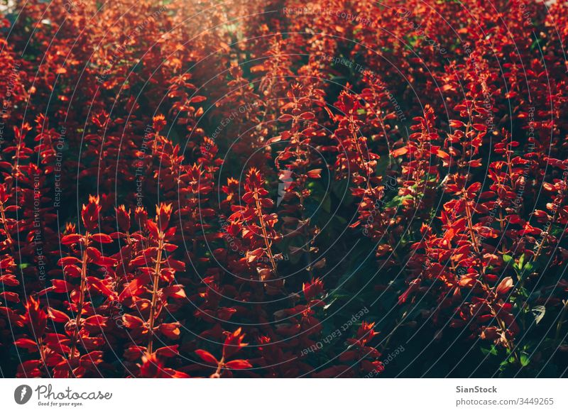 Red flowers on center Millennium on Obilic's with afternoon soft light on Belgrade, Serbia. belgrade city image wreath serbia summer old style travel vintage