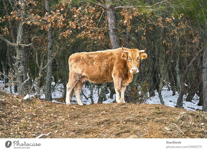 lonely cow on woods in Evros Greece field angus cattle agriculture grass grazing blue pasture rural meadow sky nature canterbury summer cows landscape animal