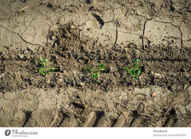 Young tomato plants in the field garden organic vegetable tomatoes top view gardening agriculture planting soil farm farming plantation nature green rural