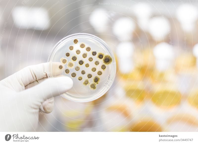 Scientist growing bacteria in petri dishes on agar gel as a part of scientific experiment. laboratory biochemistry pathogen medicine bacteriology virus medical