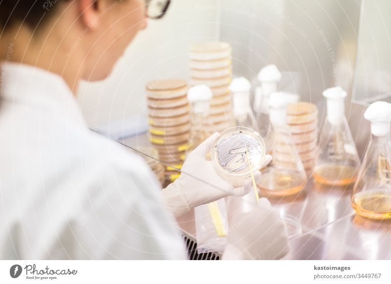 Female scientist working with bacteria in laminar flow at corona virus vaccine development laboratory research facility. science biotechnology COVID-19 cvid