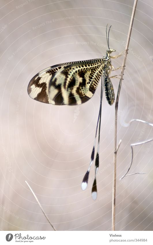 ...pole vault Nature Animal Wing Beautiful Insect Butterfly macro Colour photo Macro (Extreme close-up)