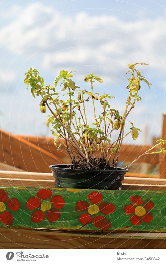 "Tell me where the flowers are," sang the thinned basil plant, which was not looking over the edge of its pot, to the sky. Basil Pot plant Horizon Wood Sky