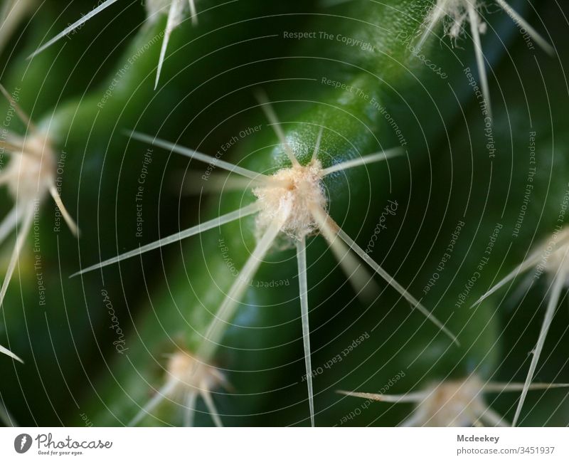 Ouch! Cactus Cactusprickle cactus plant prickles Plant Part of the plant cacti Nature Symmetry symmetric perfection perfectionist Simple natural