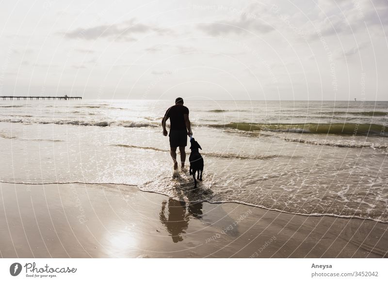 A man and his dog playing on the beach 2017-2020 first import texas doggy best friend man's best friend pet Dog Animal summer summer's day friendship love