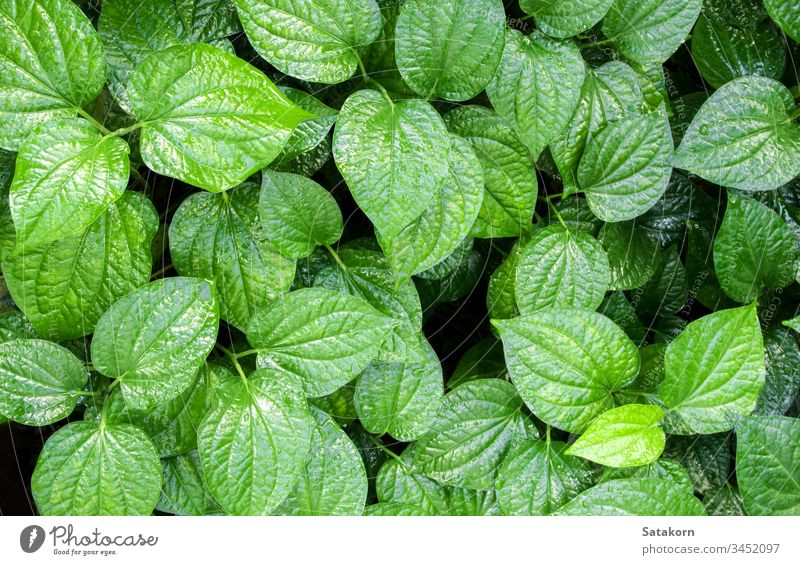 Leaves of Piper sarmentosum, Herb plant background texture green leaf nature pattern piper herb medicinal food eatable vegetable ornamental floral garden