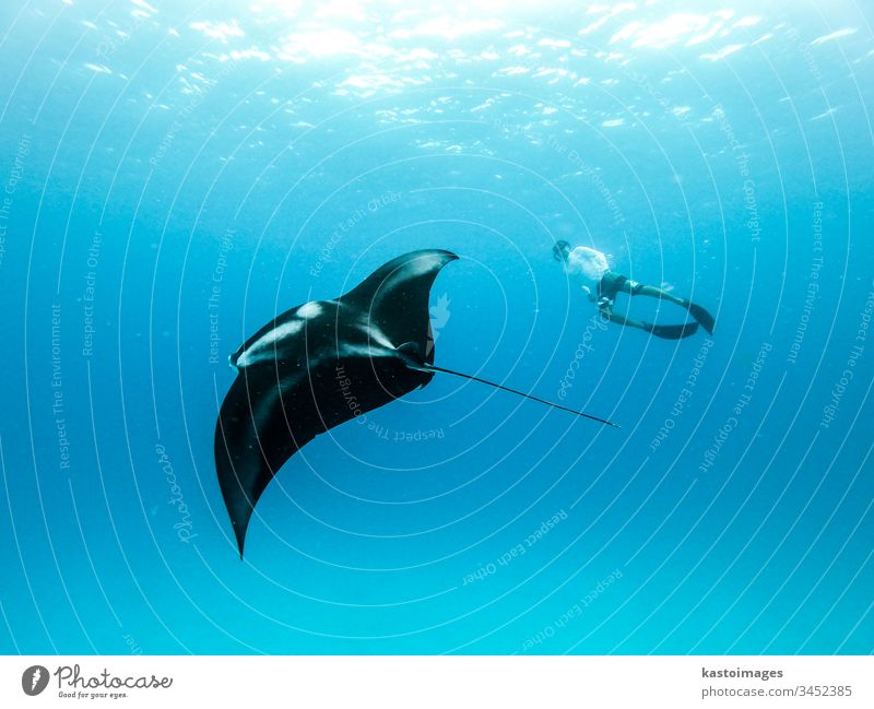 Underwater view of hovering Giant oceanic manta ray, Manta Birostris , and man free diving in blue ocean. Watching undersea world during adventure snorkeling tour on Maldives islands.