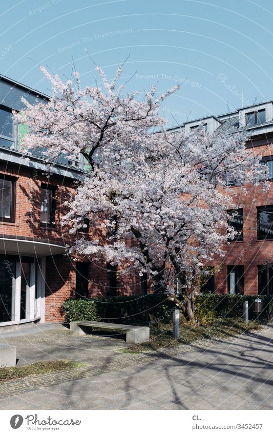 tree in spring in front of houses dwell Tree Architecture Apartment Building House (Residential Structure) Lanes & trails Spring Beautiful weather Blue sky