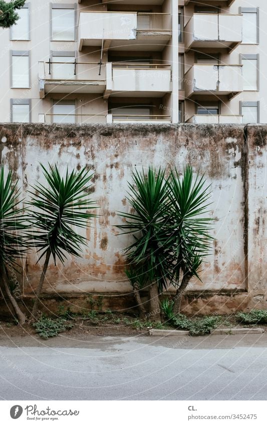 dreary residential area Gloomy dreariness Wall (building) High-rise Building Part of a building Architecture Plant Decline Lanes & trails Street Colour photo