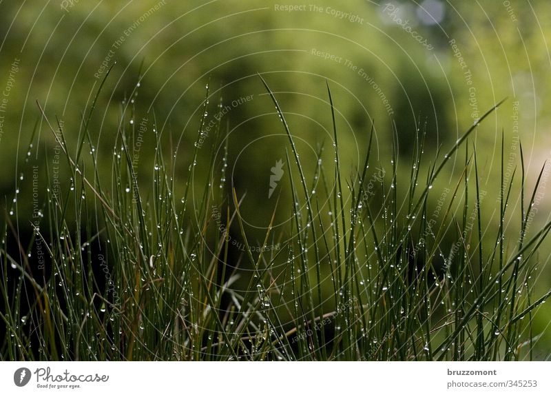 deep green Nature Plant Spring Summer Weather Bad weather Rain Grass Growth Wet Green Blade of grass Damp Drops of water Dripping Colour photo Exterior shot