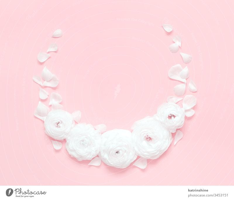 Circle frame made of ranunculus flowers on a light pink background circle spring romantic fuchsia pastel flat lay monochrome composition roses top view above