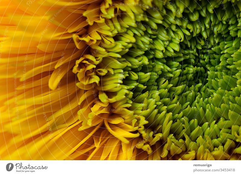 Close-up of a Teddy Bear Sunflower 2013 Romania Timisoara agriculture background bear beautiful blossom botany bright close-up color farming flora floral garden