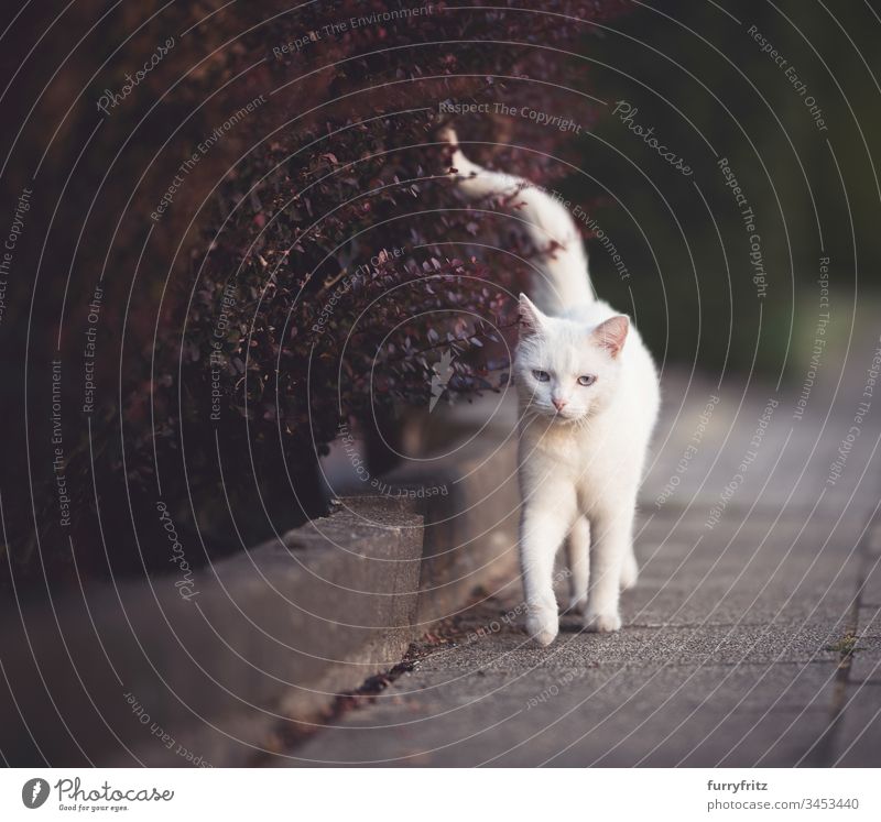 white cat walking on the sidewalk along a red bush Hedge Movement Bypath White Cat animal eye animal hair Beauty & Beauty Curiosity Cute Domestic cat enjoyment