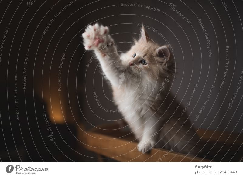 playful Maine Coon kitten stretches out her paw 2-5 months Enchanting animal eye animal hair Arms raised Beautiful Begging - Animal behaviour bokeh cat toys