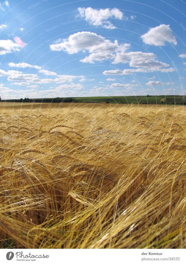 Wide country as far as the eye can see... Summer Cornfield Clouds Calm Far-off places Wendelsheim Rhinehesse Idyll