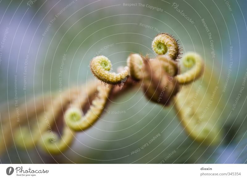 77º Fern fern Environment Nature Plant Leaf Foliage plant Growth Near Natural Colour photo Close-up Detail Macro (Extreme close-up) Day Blur