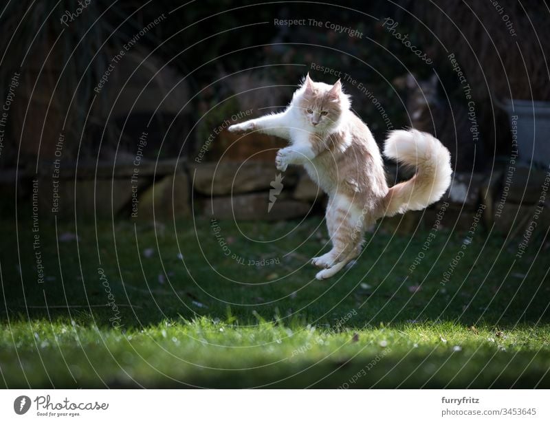 Maine Coon cat playing in the garden and jumping in the air Cat Air Front or backyard enjoyment Hunting chasing Flying Movement Playful Playing Looking Cute