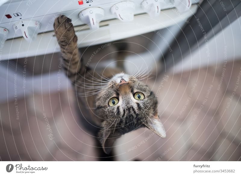 begging cat at the stove tabby Cat kiln Kitchen Begging - Animal behaviour Paw Watchfulness animal eye animal hair Arms raised bokeh Buttons Curiosity