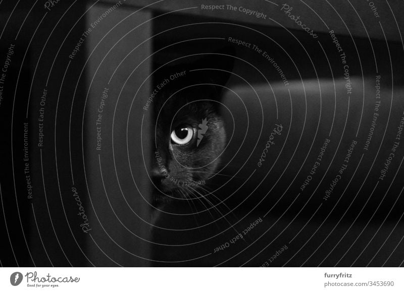 Black cat hiding behind black table Cat Table black background look into the camera Watchfulness animal eye Beauty & Beauty black on white complete Couch