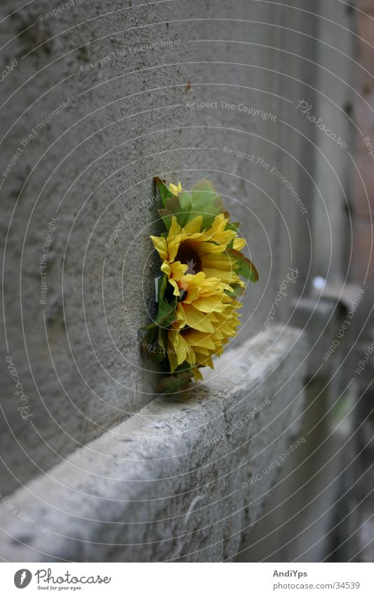 Flower_on_Prager_House_Wall Sunflower Wall (building) Prague Czech Republic Yellow Green Gray Wall (barrier) Plant Stone