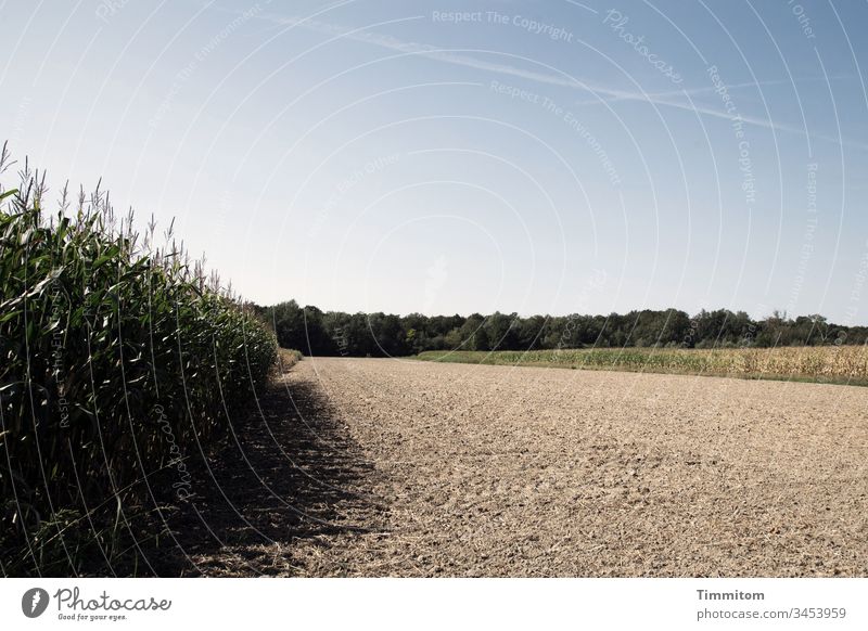 Summer in Kraichgau warm Dry Field Agriculture Maize Forest Sky Blue Nature Maize field Landscape Agricultural crop Green Deserted Sunlight Light Shadow