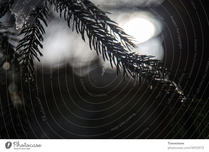 Black Forest winter end with ice residues Spruce spruce needles tree Nature Winter Ice Exterior shot Deserted Sun Light