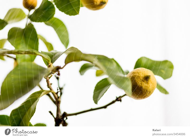 Lemon on a lemon tree Branch Harvest Lemon tree Twig Yellow fruit Back-light flaked Plant citrus fruit Nature White Fresh segregated green spring Summer garden