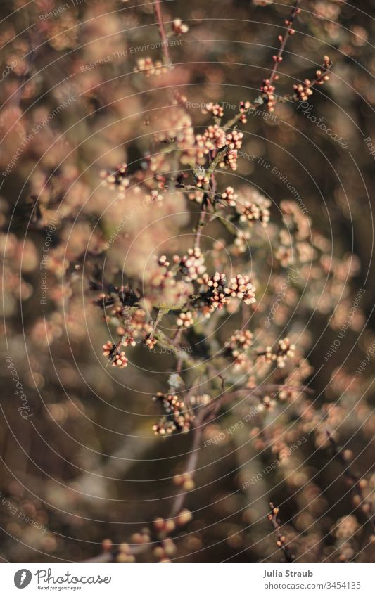 Shrub with pink buds shrub hedge plant Hedge be budding bud bloomers Pink Brown Nature Branch Branches and twigs sparkling Pearl balls Depth of field