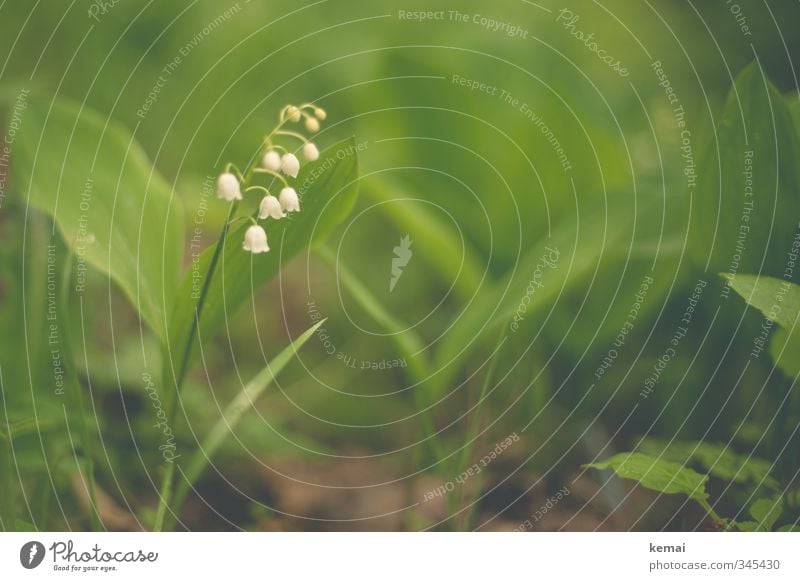 keMaiglöckchen Environment Nature Plant Leaf Blossom Wild plant Lily of the valley Small Cute Green White Colour photo Subdued colour Exterior shot Close-up