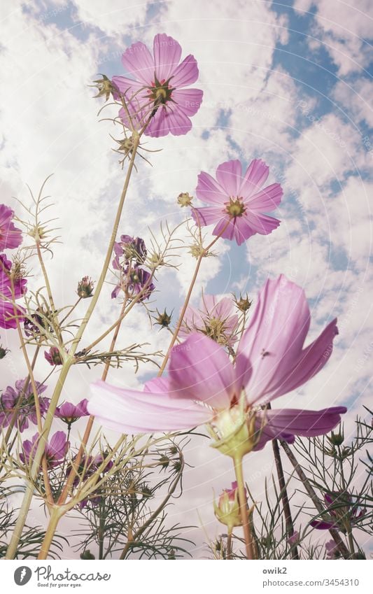 Optimists flowers blossom Upward Life Joie de vivre (Vitality) Optimism Worm's-eye view blossoms Cosmea Spring Close-up Colour photo Exterior shot Plant Nature