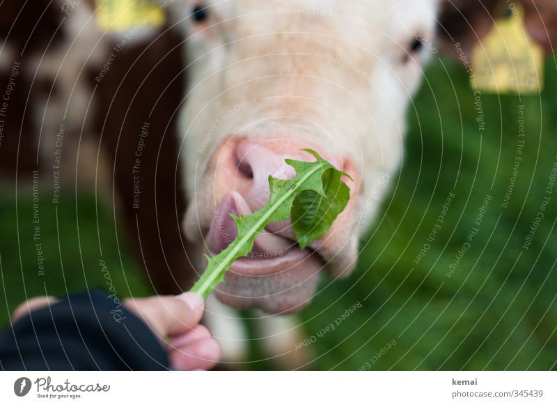 Dandelion de luxe Fingers Nature Summer Animal Farm animal Cow Tongue Muzzle 1 Feeding Green Trust Sympathy Love of animals Colour photo Exterior shot Close-up