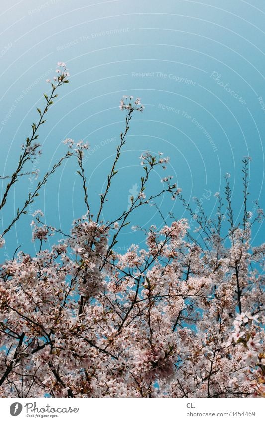 flowering tree in spring Spring Spring fever Blue sky clear Cloudless sky Sky Beautiful weather Nature Deserted Day Exterior shot Colour photo Blossom Tree