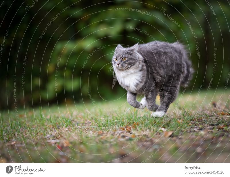 Maine Coon cat runs across the meadow Cat Cute Enchanting Beautiful feline Fluffy Pelt purebred cat pets Longhaired cat White blue blotched One animal Outdoors