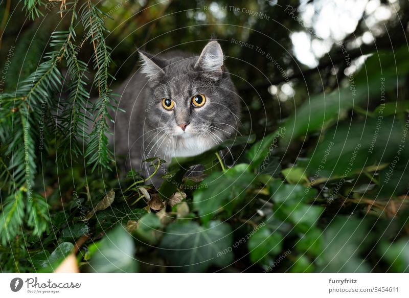 Maine Coon cat hides in the bushes and watches Cat Outdoors One animal Front or backyard Garden Nature Botany plants Longhaired cat purebred cat pets Fluffy