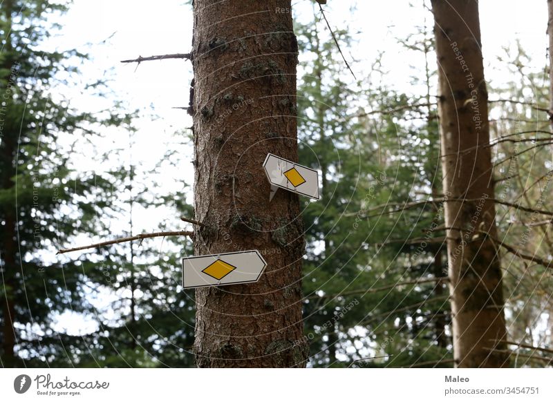 Direction signs on trees in the forest direction landscape movement road nature green nobody outdoor park summer track day two purpose grass pathway branching