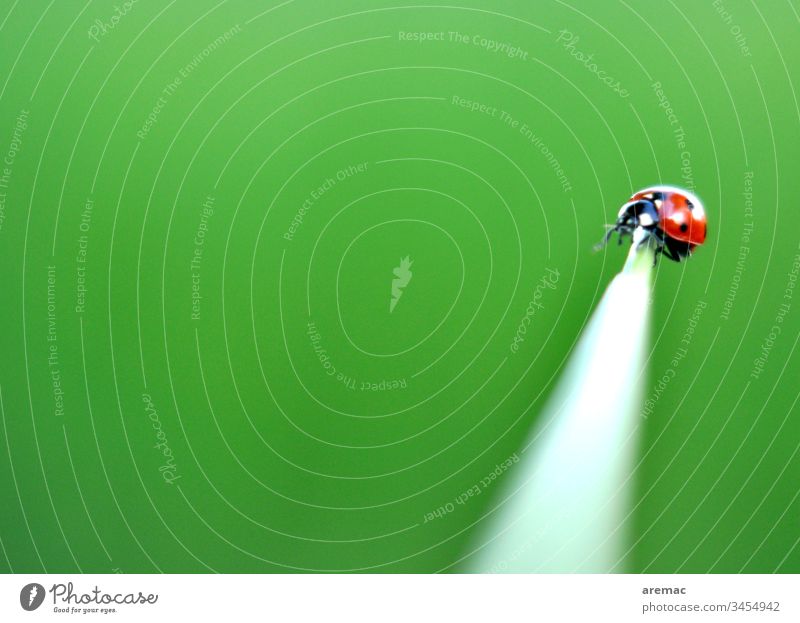 Balancing act of a ladybird on a stalk balance Ladybird Green Animal Insect Grass Blade of grass by oneself Point Beetle Close-up Macro (Extreme close-up) Red