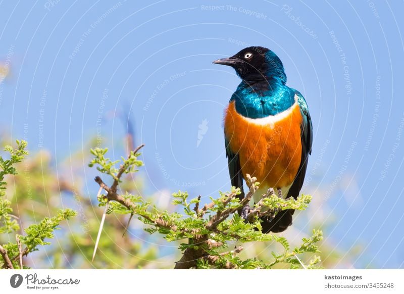 Superb Starling Bird, Lamprotornis superbus. bird nature wildlife blue starling animal africa beak green colorful wing tree bright beautiful natural shiny black